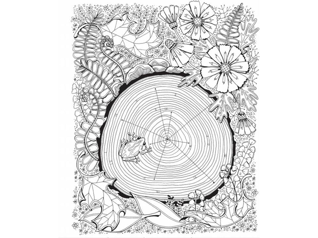 Color & Frame - 3 Books in 1 - Country, Forest, City (Adult Coloring Book)