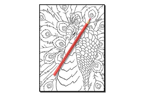 Beautiful Birds: An Adult Coloring Book with 50 Relaxing Images of Peacocks, Hummingbirds, Parrots, Flamingos, Robins, Eagles, Owls, and More!