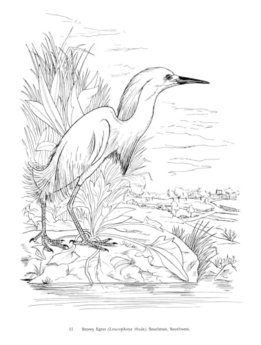 Audubon's Birds of America Coloring Book