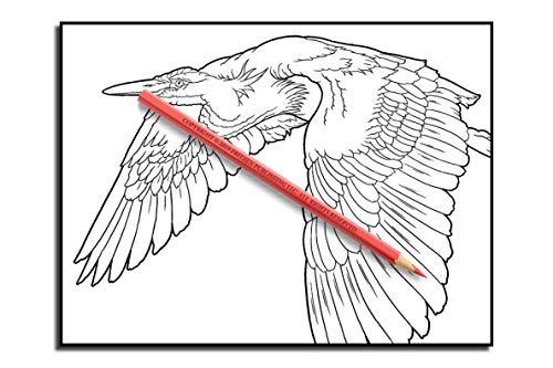 Beautiful Birds: An Adult Coloring Book with 50 Relaxing Images of Peacocks, Hummingbirds, Parrots, Flamingos, Robins, Eagles, Owls, and More!