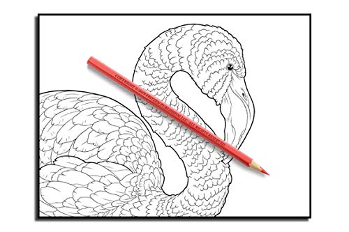 Beautiful Birds: An Adult Coloring Book with 50 Relaxing Images of Peacocks, Hummingbirds, Parrots, Flamingos, Robins, Eagles, Owls, and More!
