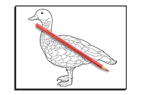 Beautiful Birds: An Adult Coloring Book with 50 Relaxing Images of Peacocks, Hummingbirds, Parrots, Flamingos, Robins, Eagles, Owls, and More!