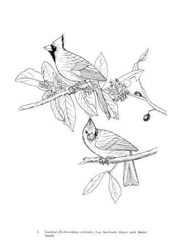 Audubon's Birds of America Coloring Book