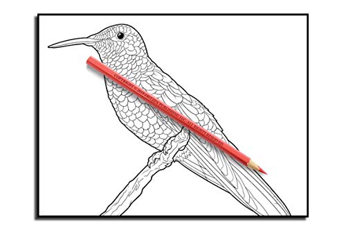 Beautiful Birds: An Adult Coloring Book with 50 Relaxing Images of Peacocks, Hummingbirds, Parrots, Flamingos, Robins, Eagles, Owls, and More!
