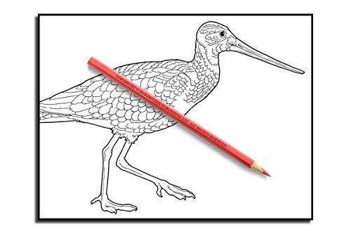 Beautiful Birds: An Adult Coloring Book with 50 Relaxing Images of Peacocks, Hummingbirds, Parrots, Flamingos, Robins, Eagles, Owls, and More!