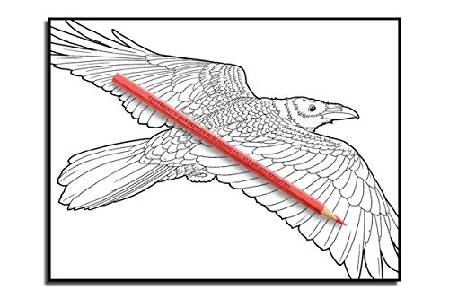 Beautiful Birds: An Adult Coloring Book with 50 Relaxing Images of Peacocks, Hummingbirds, Parrots, Flamingos, Robins, Eagles, Owls, and More!