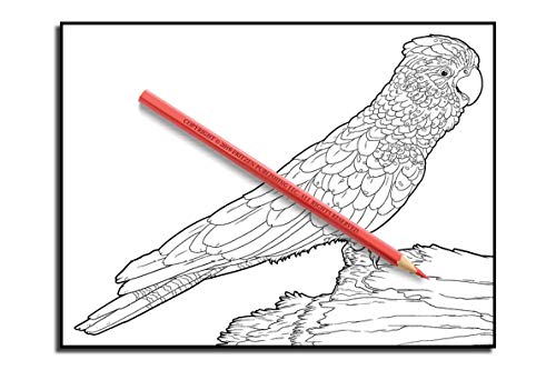 Beautiful Birds: An Adult Coloring Book with 50 Relaxing Images of Peacocks, Hummingbirds, Parrots, Flamingos, Robins, Eagles, Owls, and More!