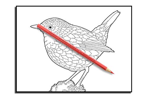 Beautiful Birds: An Adult Coloring Book with 50 Relaxing Images of Peacocks, Hummingbirds, Parrots, Flamingos, Robins, Eagles, Owls, and More!