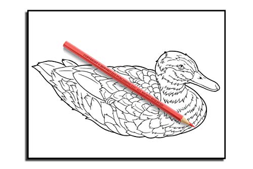 Beautiful Birds: An Adult Coloring Book with 50 Relaxing Images of Peacocks, Hummingbirds, Parrots, Flamingos, Robins, Eagles, Owls, and More!