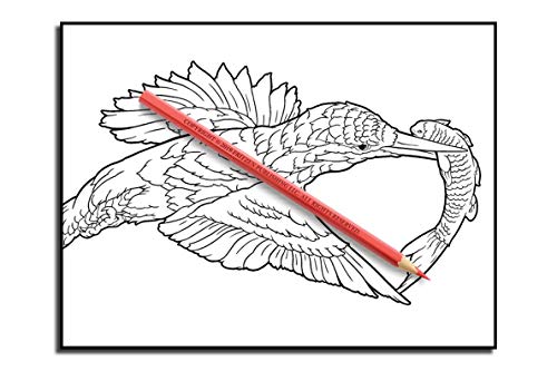 Beautiful Birds: An Adult Coloring Book with 50 Relaxing Images of Peacocks, Hummingbirds, Parrots, Flamingos, Robins, Eagles, Owls, and More!