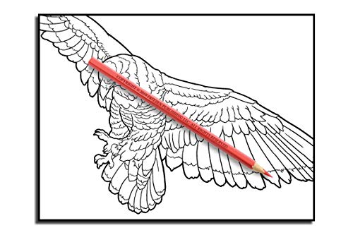 Beautiful Birds: An Adult Coloring Book with 50 Relaxing Images of Peacocks, Hummingbirds, Parrots, Flamingos, Robins, Eagles, Owls, and More!