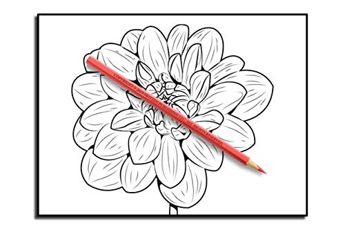 Beautiful Flowers: An Adult Coloring Book with 50 Relaxing Images of Roses, Lilies, Tulips, Cherry Blossoms, Sunflowers, Orchids, Violets, and More!