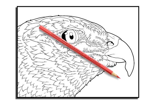 Beautiful Birds: An Adult Coloring Book with 50 Relaxing Images of Peacocks, Hummingbirds, Parrots, Flamingos, Robins, Eagles, Owls, and More!