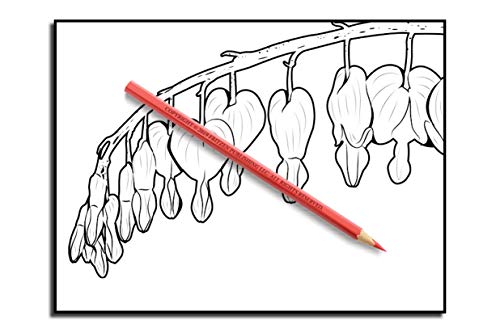 Beautiful Flowers: An Adult Coloring Book with 50 Relaxing Images of Roses, Lilies, Tulips, Cherry Blossoms, Sunflowers, Orchids, Violets, and More!