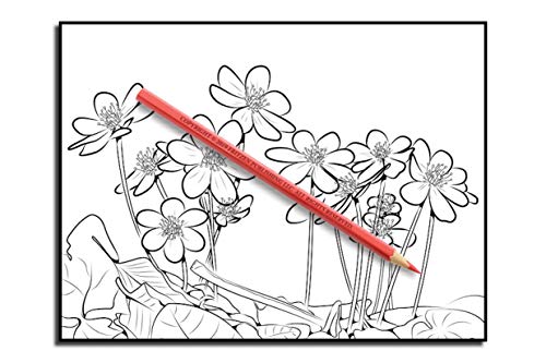 Beautiful Flowers: An Adult Coloring Book with 50 Relaxing Images of Roses, Lilies, Tulips, Cherry Blossoms, Sunflowers, Orchids, Violets, and More!