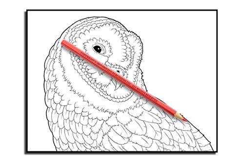 Beautiful Birds: An Adult Coloring Book with 50 Relaxing Images of Peacocks, Hummingbirds, Parrots, Flamingos, Robins, Eagles, Owls, and More!