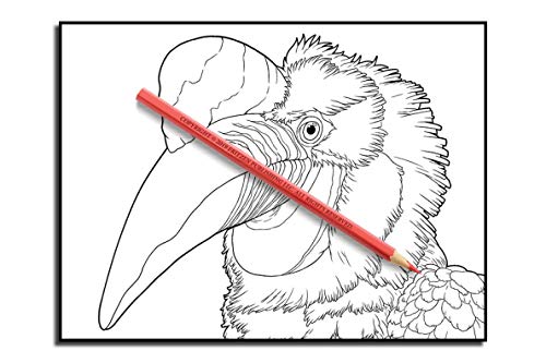 Beautiful Birds: An Adult Coloring Book with 50 Relaxing Images of Peacocks, Hummingbirds, Parrots, Flamingos, Robins, Eagles, Owls, and More!