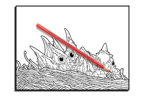 Beautiful Birds: An Adult Coloring Book with 50 Relaxing Images of Peacocks, Hummingbirds, Parrots, Flamingos, Robins, Eagles, Owls, and More!