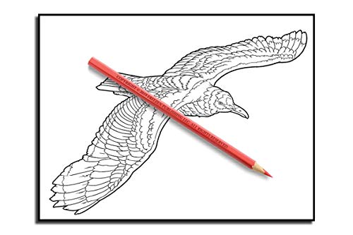 Beautiful Birds: An Adult Coloring Book with 50 Relaxing Images of Peacocks, Hummingbirds, Parrots, Flamingos, Robins, Eagles, Owls, and More!