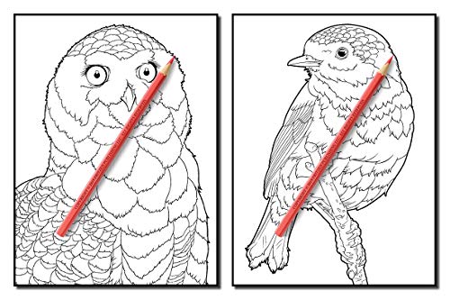 Beautiful Birds: An Adult Coloring Book with 50 Relaxing Images of Peacocks, Hummingbirds, Parrots, Flamingos, Robins, Eagles, Owls, and More!