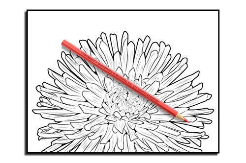 Beautiful Flowers: An Adult Coloring Book with 50 Relaxing Images of Roses, Lilies, Tulips, Cherry Blossoms, Sunflowers, Orchids, Violets, and More!