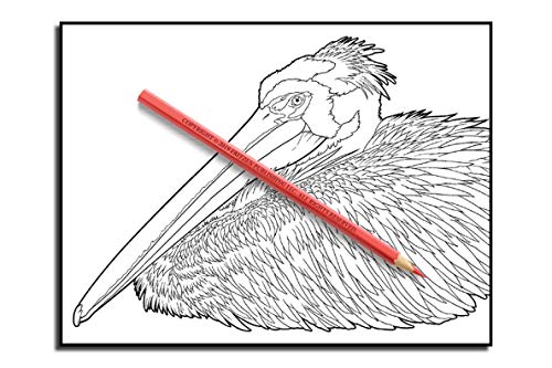 Beautiful Birds: An Adult Coloring Book with 50 Relaxing Images of Peacocks, Hummingbirds, Parrots, Flamingos, Robins, Eagles, Owls, and More!