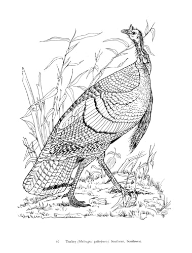 Audubon's Birds of America Coloring Book