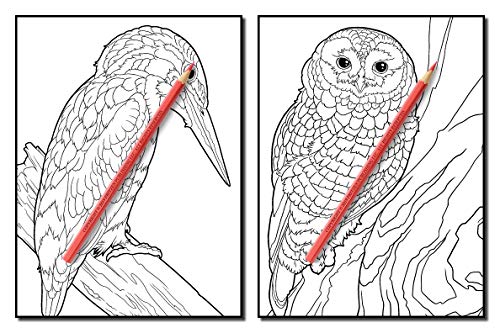 Beautiful Birds: An Adult Coloring Book with 50 Relaxing Images of Peacocks, Hummingbirds, Parrots, Flamingos, Robins, Eagles, Owls, and More!