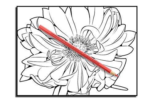 Beautiful Flowers: An Adult Coloring Book with 50 Relaxing Images of Roses, Lilies, Tulips, Cherry Blossoms, Sunflowers, Orchids, Violets, and More!