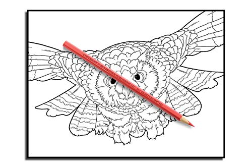 Beautiful Birds: An Adult Coloring Book with 50 Relaxing Images of Peacocks, Hummingbirds, Parrots, Flamingos, Robins, Eagles, Owls, and More!