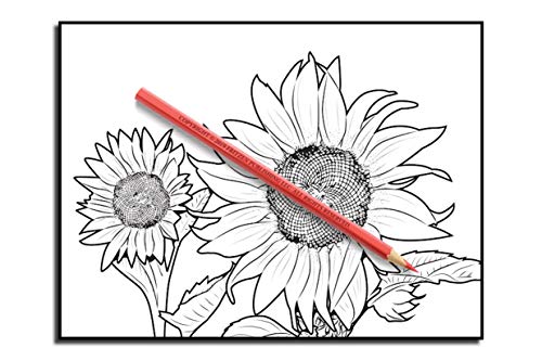 Beautiful Flowers: An Adult Coloring Book with 50 Relaxing Images of Roses, Lilies, Tulips, Cherry Blossoms, Sunflowers, Orchids, Violets, and More!