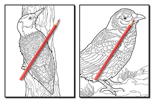 Beautiful Birds: An Adult Coloring Book with 50 Relaxing Images of Peacocks, Hummingbirds, Parrots, Flamingos, Robins, Eagles, Owls, and More!