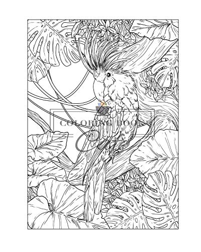 100 Wildlife Scenes: An Adult Coloring Book Featuring 100 Most Beautiful Wildlife Scenes with Animals, Birds and Flowers from Oceans, Jungles, Forests and Savannas