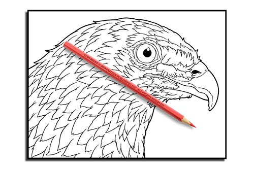 Beautiful Birds: An Adult Coloring Book with 50 Relaxing Images of Peacocks, Hummingbirds, Parrots, Flamingos, Robins, Eagles, Owls, and More!