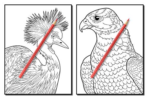 Beautiful Birds: An Adult Coloring Book with 50 Relaxing Images of Peacocks, Hummingbirds, Parrots, Flamingos, Robins, Eagles, Owls, and More!
