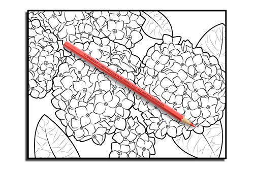 Beautiful Flowers: An Adult Coloring Book with 50 Relaxing Images of Roses, Lilies, Tulips, Cherry Blossoms, Sunflowers, Orchids, Violets, and More!