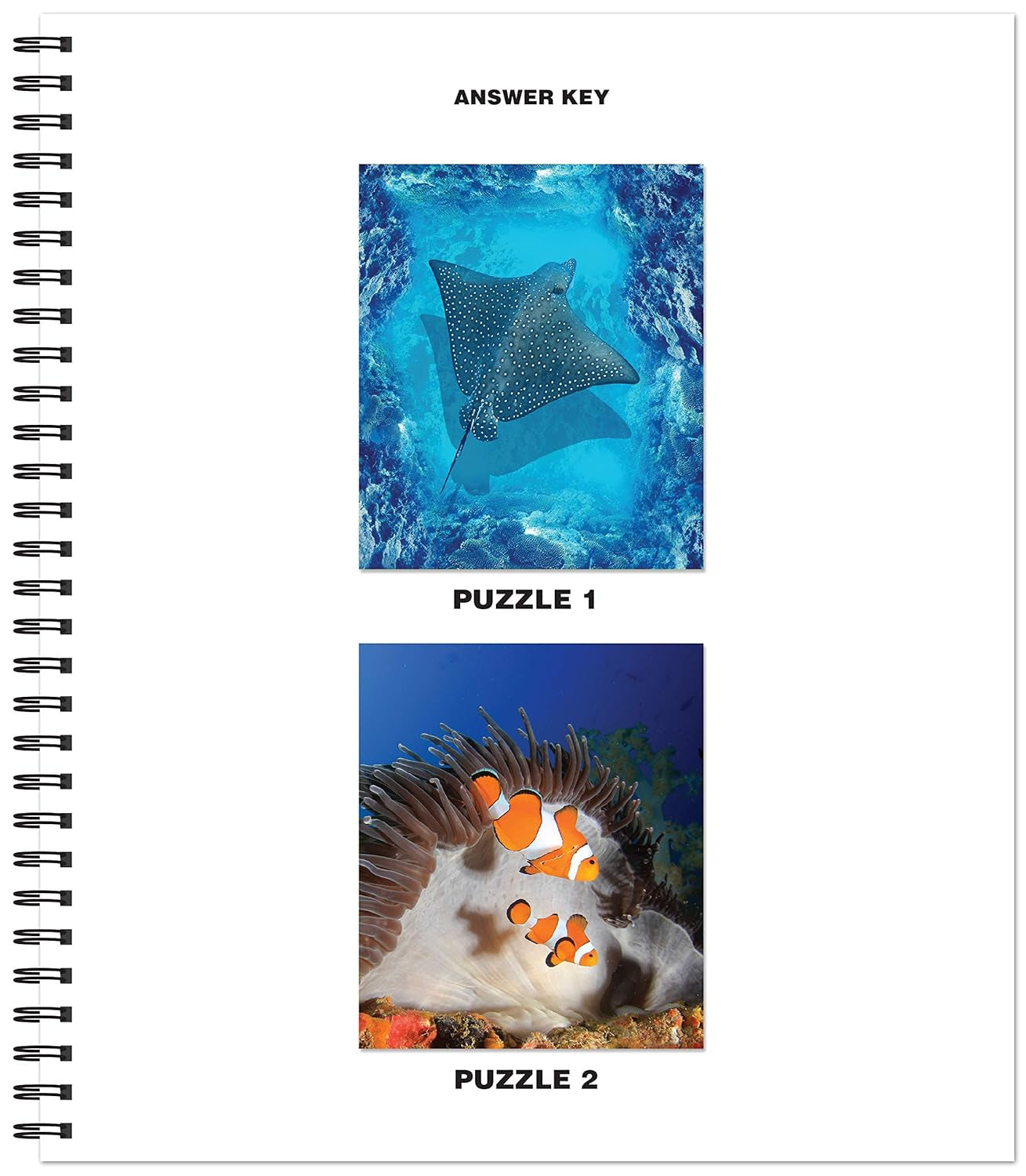 Brain Games - Sticker by Number: Ocean Life (Easy - Square Stickers): Create Beautiful Art with Easy to Use Sticker Fun!