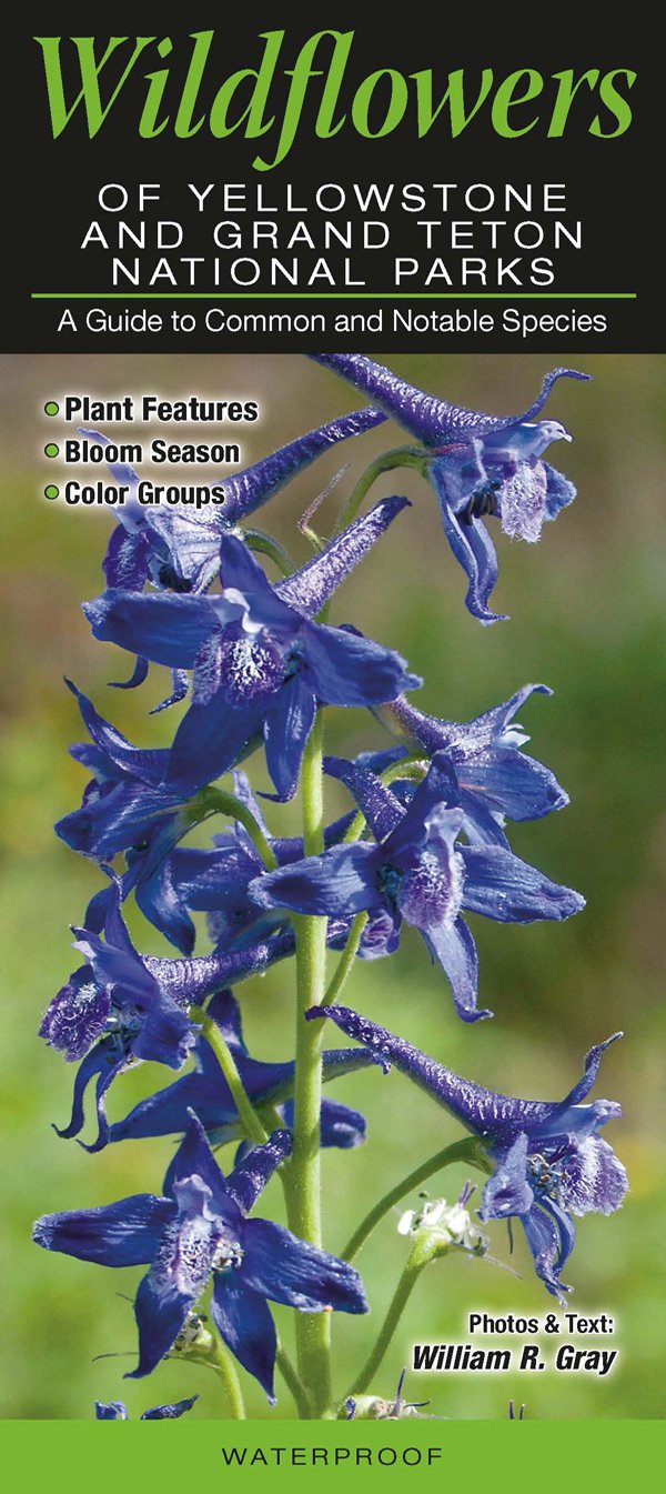 Wildflowers of Yellowstone & Grand Teton National Parks: A Guide to Common & Notable Species