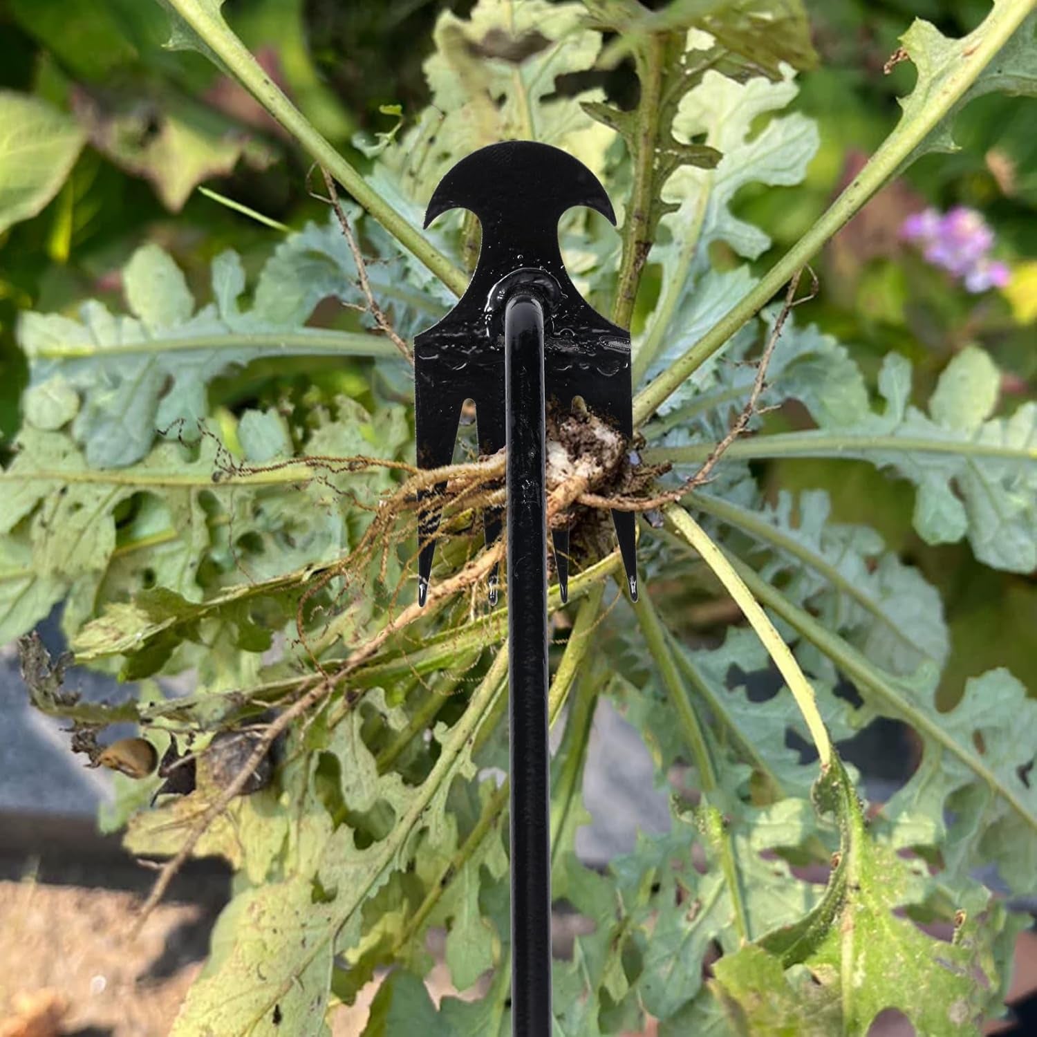 Garden Weed Pulling Tool Uprooting Weeding Tool, 4 Teeth Weed Puller Tool Manganese Steel Garden Weeder Tool for Vegetable Gardening Planting (Black, 2 Pack, 16 Inches)