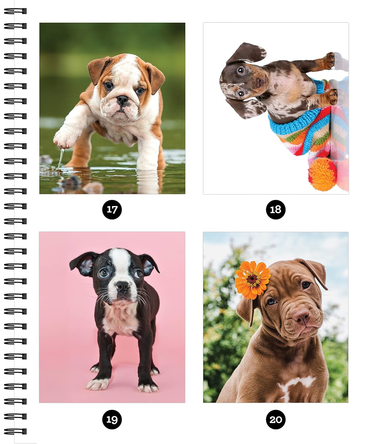 Brain Games - Sticker by Number: Dog-Gone It (28 Images to Sticker)