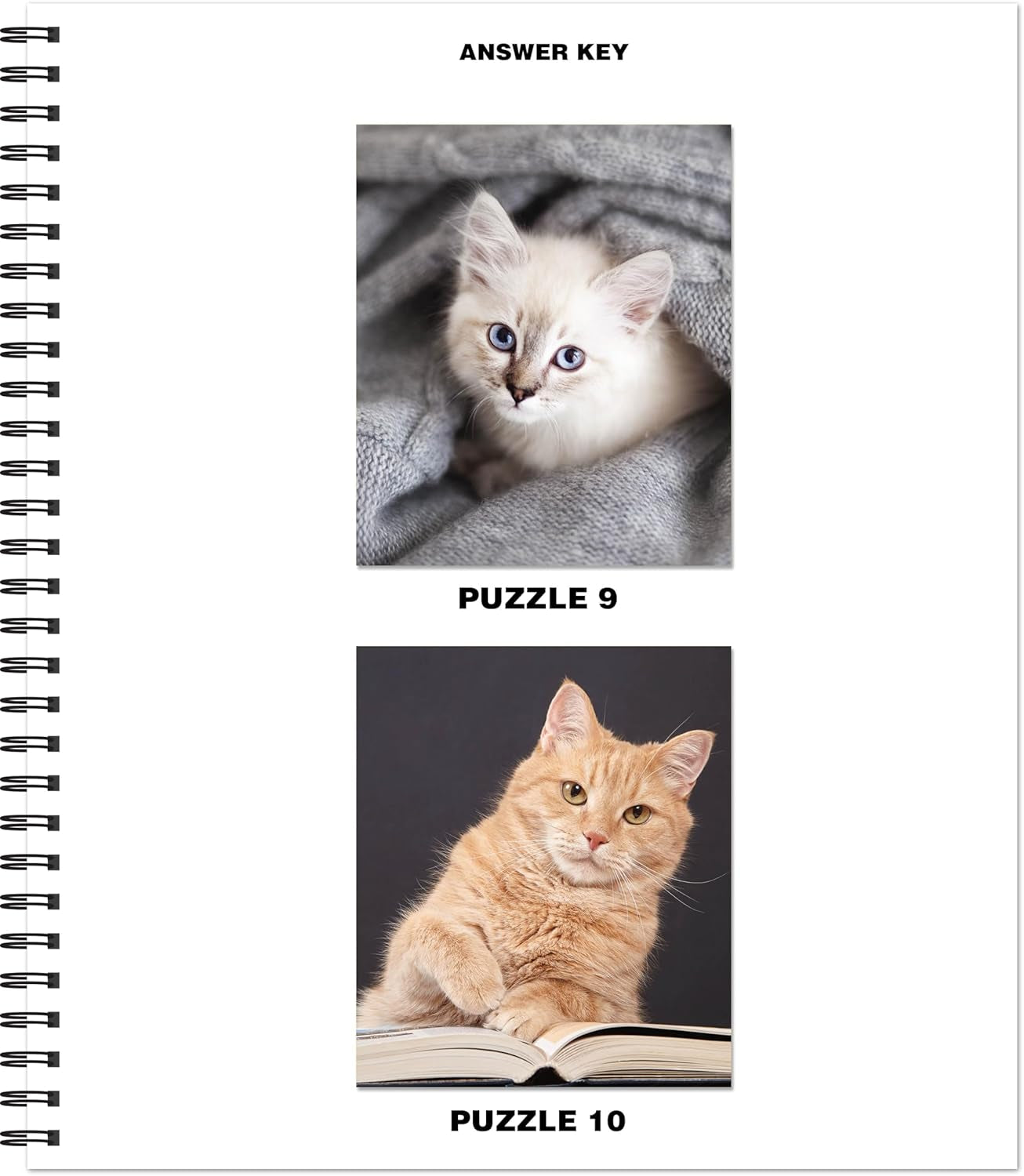 Brain Games - Sticker by Number: Cats & Kittens (Easy - Square Stickers): Create Beautiful Art with Easy to Use Sticker Fun!